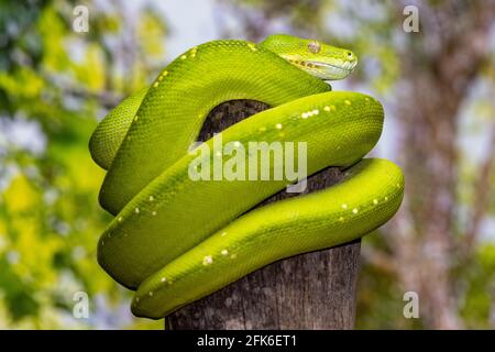 Australian Green Python curled up on tree Stock Photo