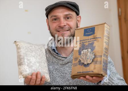 Nuremberg, Germany. 19th Apr, 2021. Ralph Haydl holds a mushroom cultivation set with pigeon blue oyster mushrooms in one hand (r). In the other hand he holds the mushroom substrate consisting of coffee grounds with mushroom spawn which is in the box at the time of purchase. The 41-year-old from Nuremberg has been selling mushroom cultivation sets for several years, with which one can grow various oyster mushrooms, yellow lemon mushrooms or pink rose mushrooms at home. (to dpa "Delicious mushrooms on old coffee - niche or trend?") Credit: Daniel Karmann/dpa/Ģ����ý Live News Stock Photo