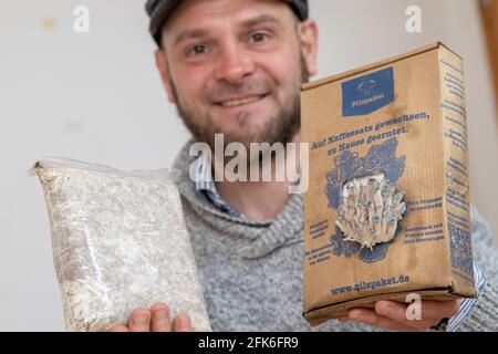 Nuremberg, Germany. 19th Apr, 2021. Ralph Haydl holds a mushroom cultivation set with pigeon blue oyster mushrooms in one hand (r). In the other hand he holds the mushroom substrate consisting of coffee grounds with mushroom spawn which is in the box at the time of purchase. The 41-year-old from Nuremberg has been selling mushroom cultivation sets for several years, with which one can grow various oyster mushrooms, yellow lemon mushrooms or pink rose mushrooms at home. (to dpa "Delicious mushrooms on old coffee - niche or trend?") Credit: Daniel Karmann/dpa/Ģ����ý Live News Stock Photo