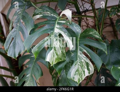 Beautiful variegated leaves of Monstera Deliciosa Albo tropical plant Stock Photo