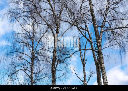 White-stemmed birch trees without leaves against a blue sky with white clouds. Stock Photo