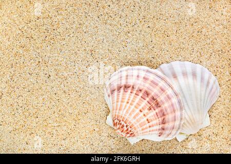 Closeup of beautiful Scallop seashells on sand background with copyspace Stock Photo
