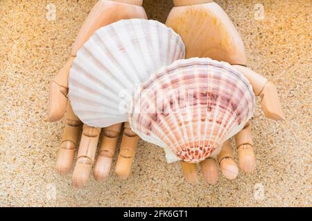 Closeup of beautiful Scallop seashells on wooden hands with sand background Stock Photo