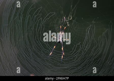 Golden orb spider in its web Stock Photo