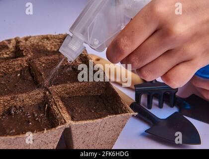 peat pots with soil are poured from a pulivizer Stock Photo