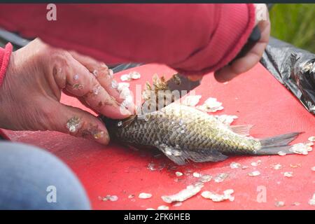 Cleans fish crucian or carp from scales on the cutting Board Stock Photo