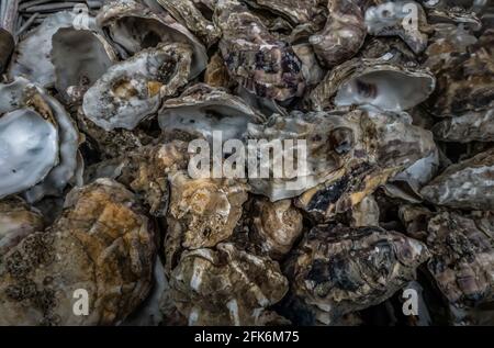 A lot of Oysters shells heap close up. Sea shells, Selective focus. Stock Photo
