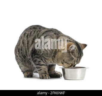 exotic shorthair food bowl