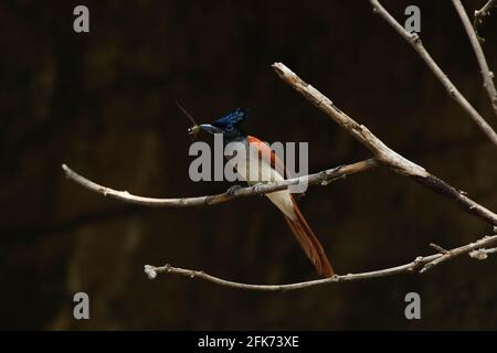 indian paradise flycatcher (Terpsiphone paradisi) female with a dragonfly prey, orange bird Stock Photo