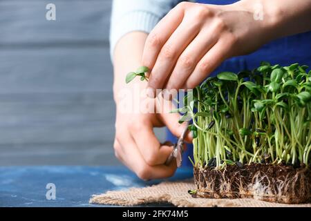 Woman cutting fresh micro green on table Stock Photo