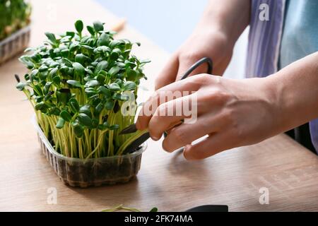 Woman cutting fresh micro green on table Stock Photo