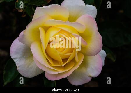 Rose in the International Rose Garden in Adelaide Australia Stock Photo