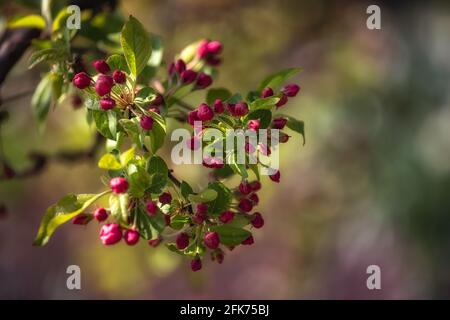 Closeup of the unopened flower buds of crab apple  Malus 'Evereste' in spring in the UK Stock Photo