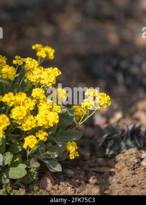 Closeup of the bright yellow flowers of Aurinia saxatilis 'Goldkugel' in spring in the UK Stock Photo