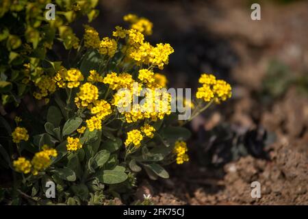 Closeup of the bright yellow flowers of Aurinia saxatilis 'Goldkugel' in spring in the UK Stock Photo