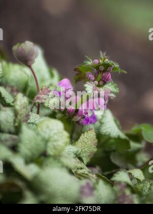 Closeup of the purple flowers of Lamium maculatum 'White Nancy' Stock Photo