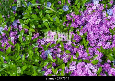 Small pink phlox flowers close up, bright wallpaper. Pink Moss Phlox. Phlox subulata pink flowers Stock Photo