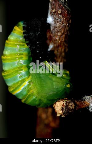 Monarch butterfly chrysalis pupation Stock Photo