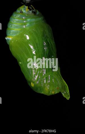 Monarch butterfly chrysalis pupation Stock Photo