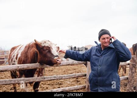 the farmer is talking on the phone and stroking the bull. Businessman in the village.cattle rancher Stock Photo
