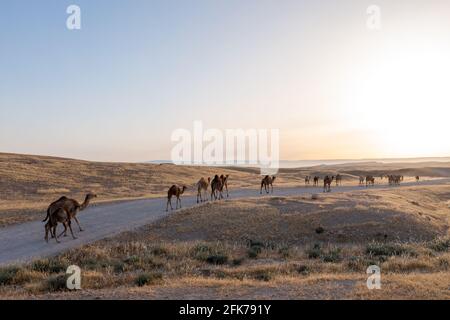Camel Caravan crossing a desert landscape at sunrise Stock Photo