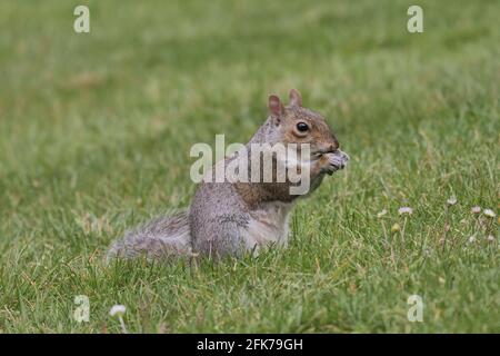 Squirrel in Villa Reale park, Monza, Italy Stock Photo