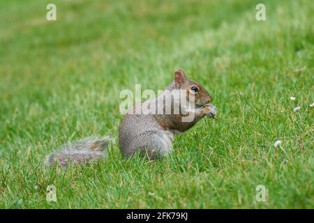 Squirrel in Villa Reale park, Monza, Italy Stock Photo