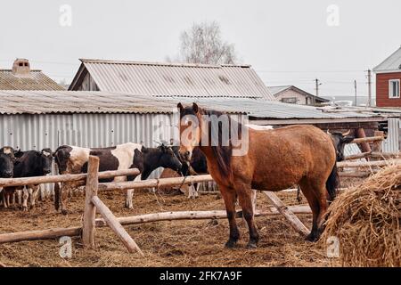 brown horse looks straight into the camera with black and white cows in the background. Stock Photo