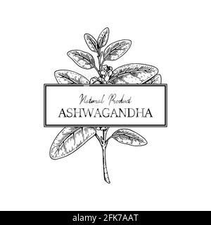 Hand drawn Ashwagandha design isolated on white background. Vector illustration in sketch style. Stock Vector