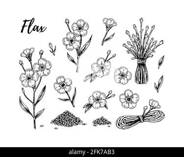 Set of hand drawn flax flowers, branches and seeds. Vector illustration in sketch style for linen seeds and oil packaging Stock Vector