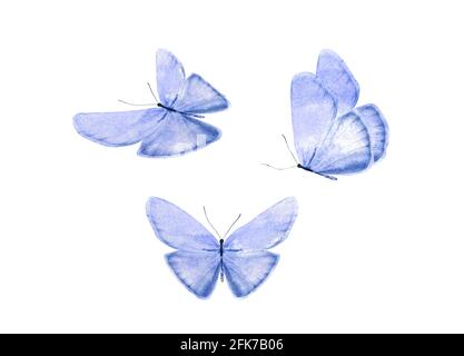 Blue Emperor Butterfly Isolated On A White Background With