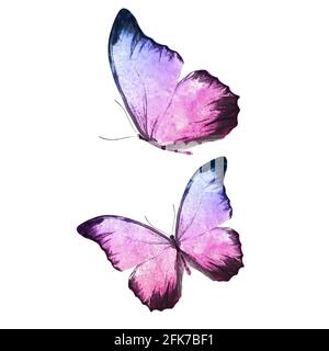 beautiful tropical butterflies isolated on a white background. moths for design Stock Photo
