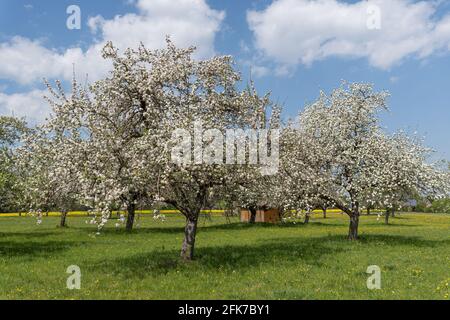 Two big old flowering pear trees in an idyllic orchard Stock Photo