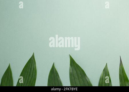 Green leaf frame on green background. flat lay, top view, copy space Stock Photo