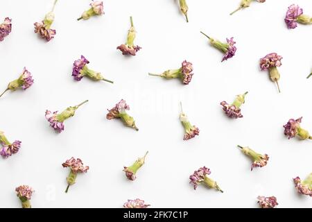 Dry carnation flowers on white background. flat lay, top view. floral pattern Stock Photo