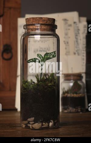 Mini glass terrarium jar in a vintage setting. Stock Photo