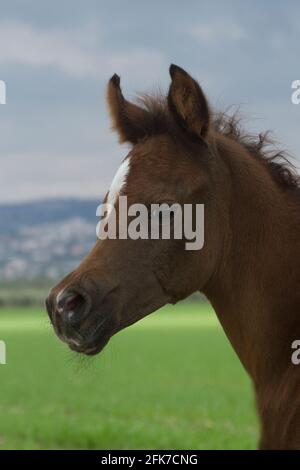 The Arabian or Arab horse is a breed of horse that originated on the Arabian Peninsula. With a distinctive head shape and high tail carriage, The Arab Stock Photo