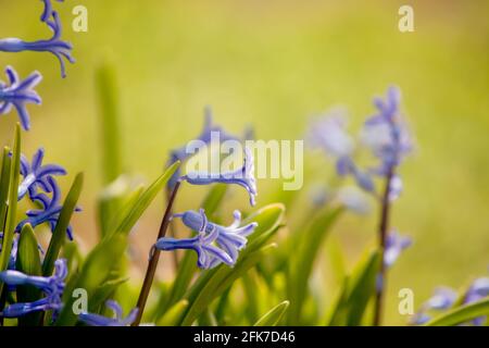 Fresh early spring hyacinth bulbs, grown in garden. Flowerbed with hyacinths. Spring time Stock Photo