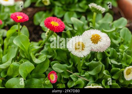 Spring white-pink daisies on a blurred background. Spring in Poland. A garden with flowers. April colors in Masovia. Stock Photo