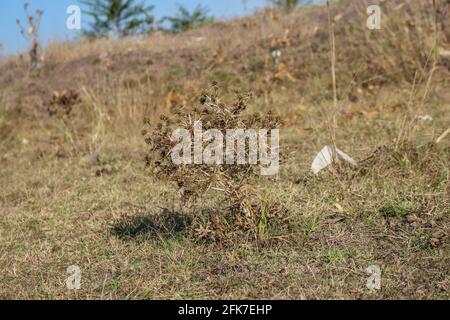 Dried field eryngo, latin name Eryngium campestre in Deliblato Sands, Vojvodina, Serbia Stock Photo