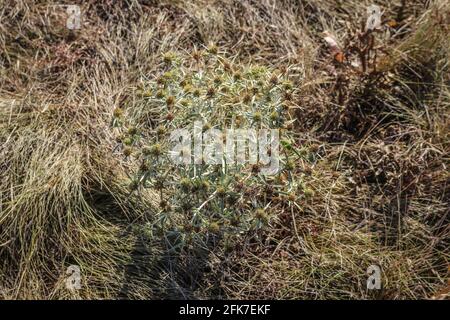 Dried field eryngo, latin name Eryngium campestre in Deliblato Sands, Vojvodina, Serbia Stock Photo