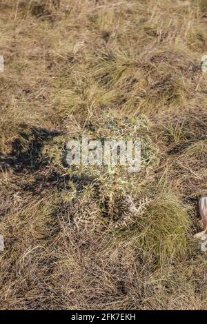 Dried field eryngo, latin name Eryngium campestre in Deliblato Sands, Vojvodina, Serbia Stock Photo