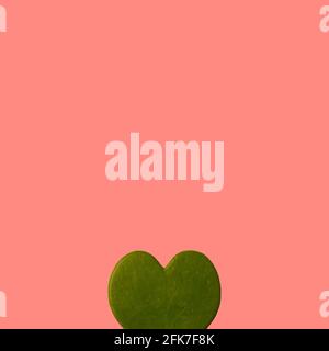 Heart shaped green succulent plant leaf against pastel pink background. Minimal creative love concept. Stock Photo