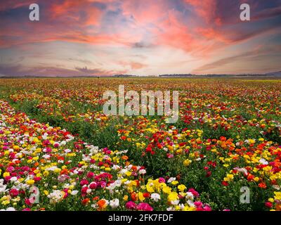 Rows of Buttercups in full bloom and in various colors, Aerial view. Stock Photo