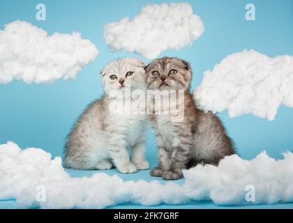 Two proud serious striped kittens of the Scottish breed sit on a blue background among the clouds and look away. Pets, animals and cats concept. Stock Photo