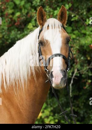 A head shot of a chestnut horse with blonde mane in a snaffle bridle. Stock Photo