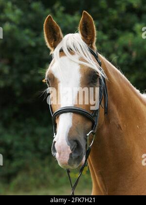 A head shot of a chestnut horse with blonde mane in a snaffle bridle. Stock Photo