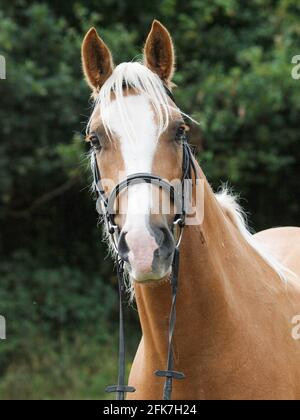 A head shot of a chestnut horse with blonde mane in a snaffle bridle. Stock Photo