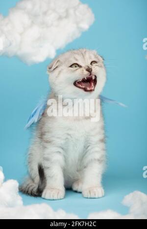 Scottish kitten dressed in blue wings meows loudly among the cotton clouds. Aggressive striped mowing cream color sits with open mouth on a blue backg Stock Photo