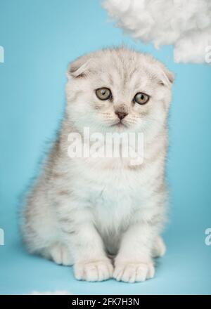 Scottish fold cat on beige background. Cute little kitty Stock Photo ...